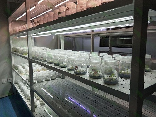 盐田植物组织培养实验室设计建设方案